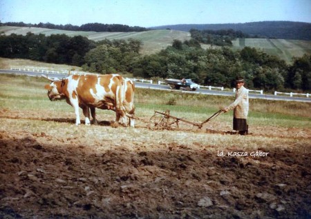 Szántás tehenekkel az 1960-as években