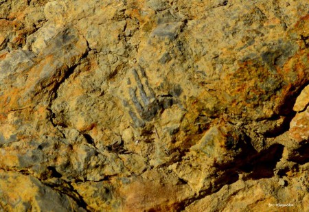 80 millió éves fosszília